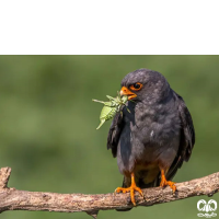 گونه شاهین پاسرخ Red-footed Falcon